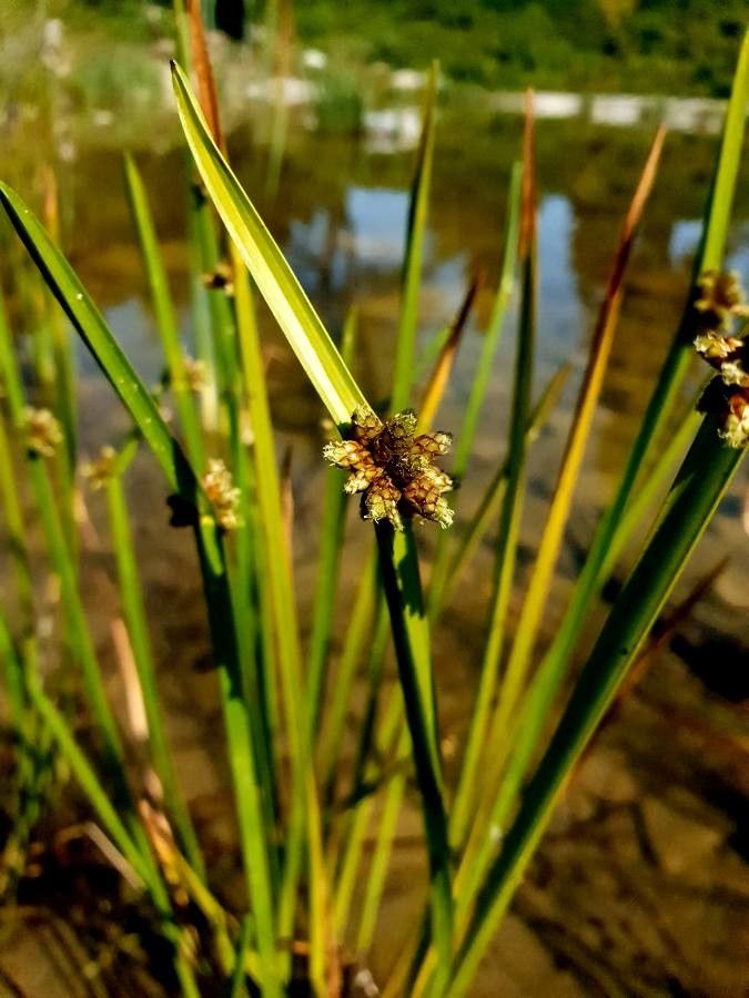 Schoenoplectus mucronatus leaf