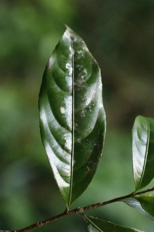 Ouratea melinonii leaf