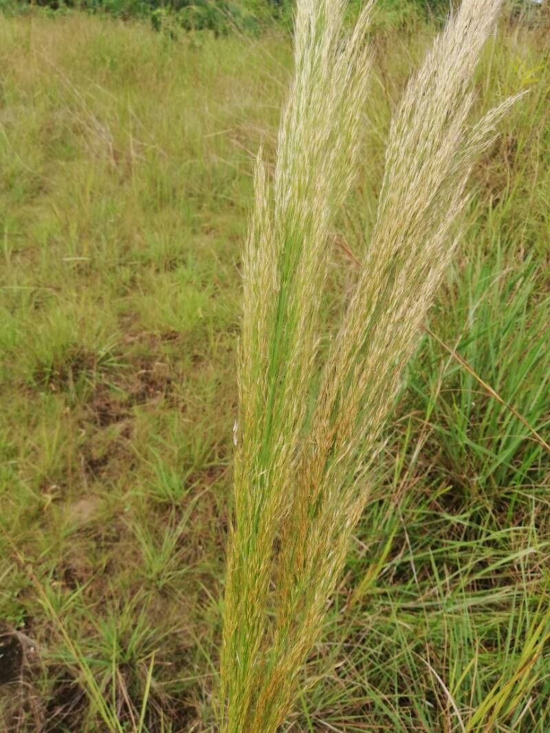 Loudetia phragmitoides leaf