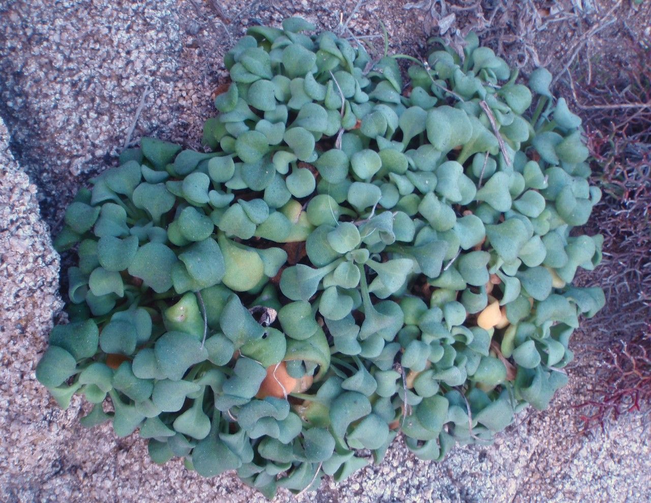 Bellium crassifolium habit
