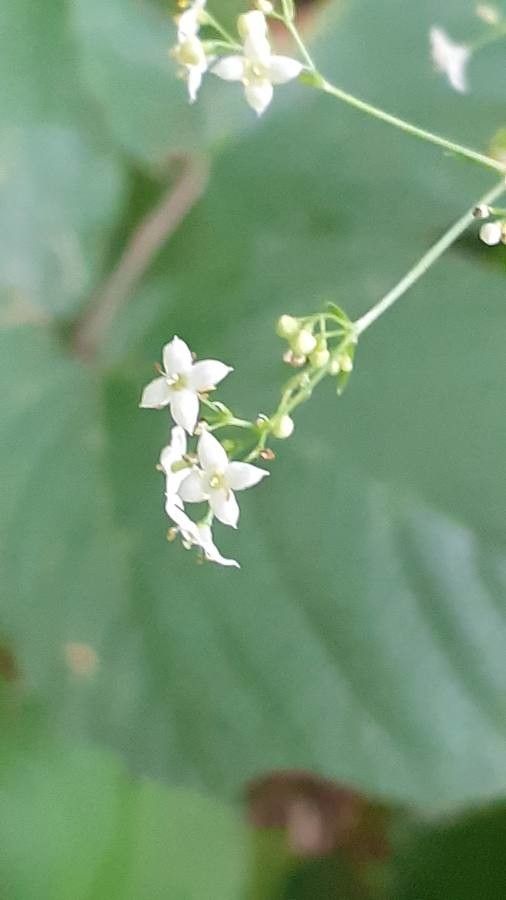 Galium aristatum flower