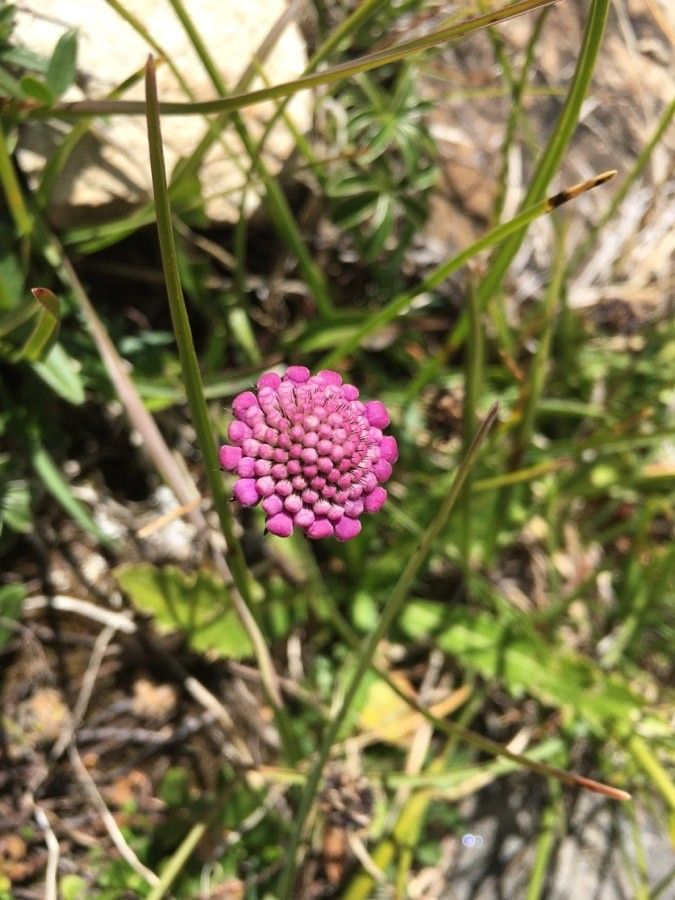 Scabiosa vestita flower