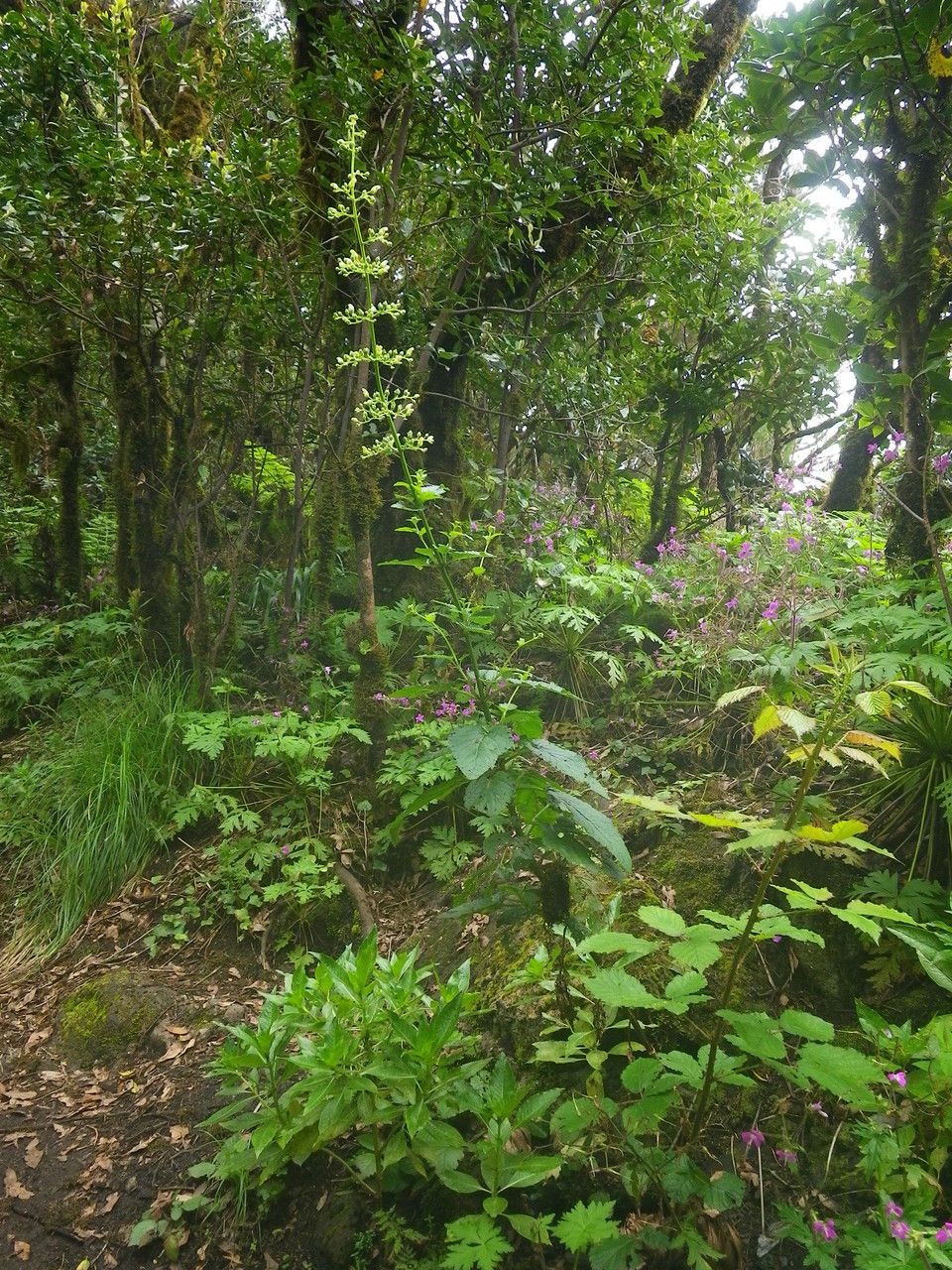 Scrophularia smithii habit