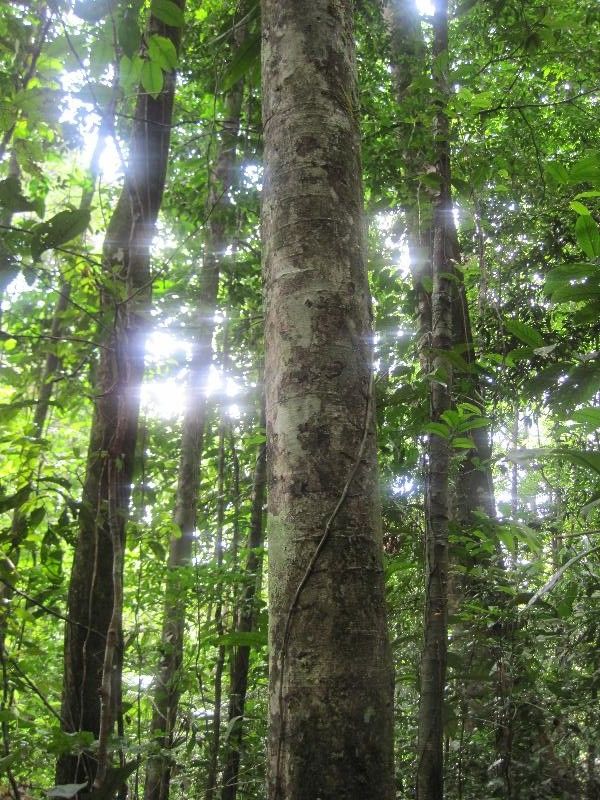 Licania canescens habit