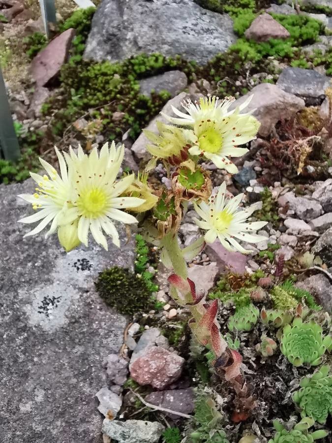 Sempervivum marmoreum flower