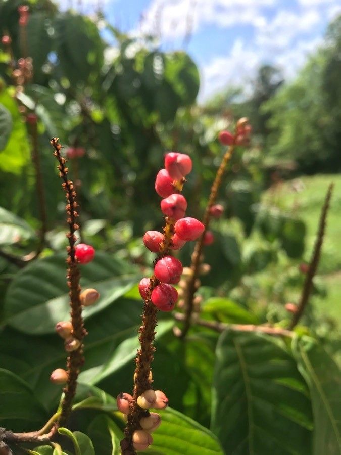 Coccoloba venosa fruit