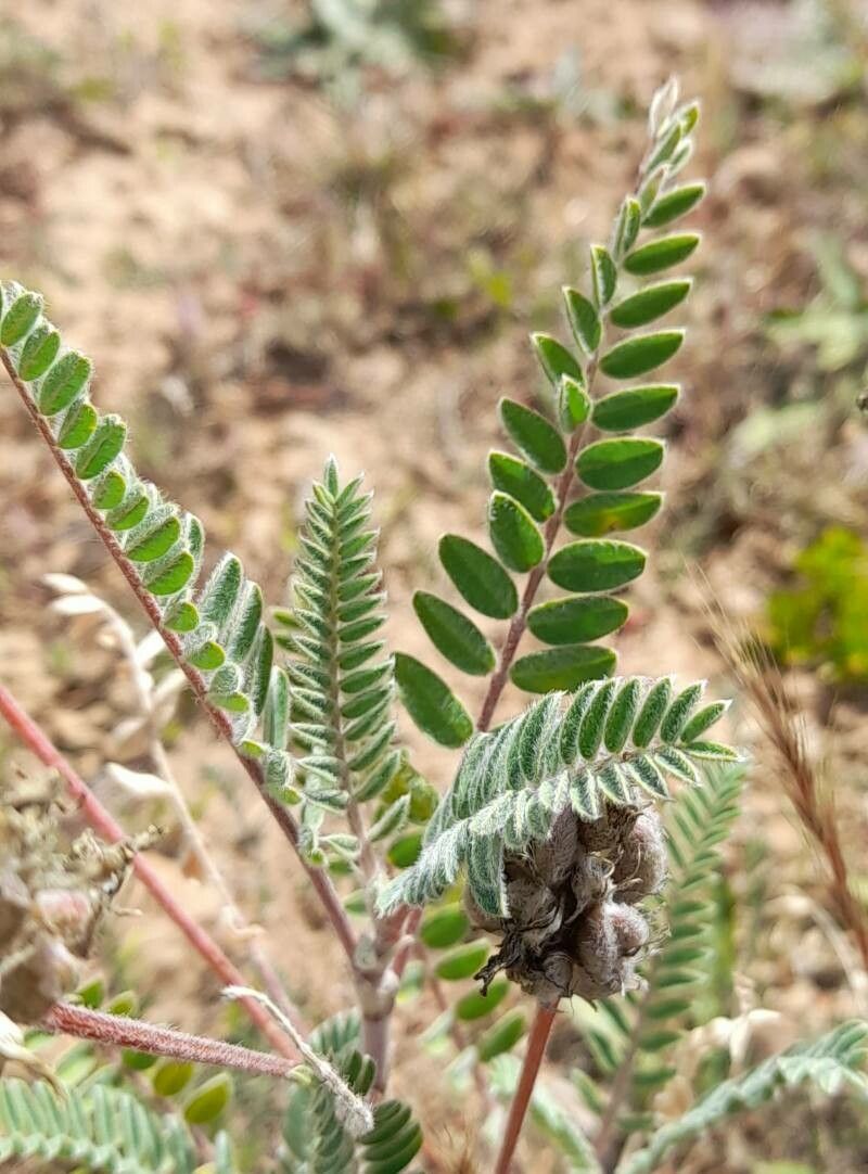 Astragalus arequipensis leaf