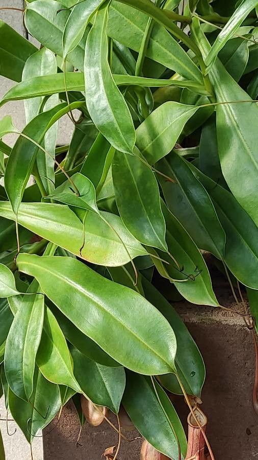 Nepenthes spp. leaf