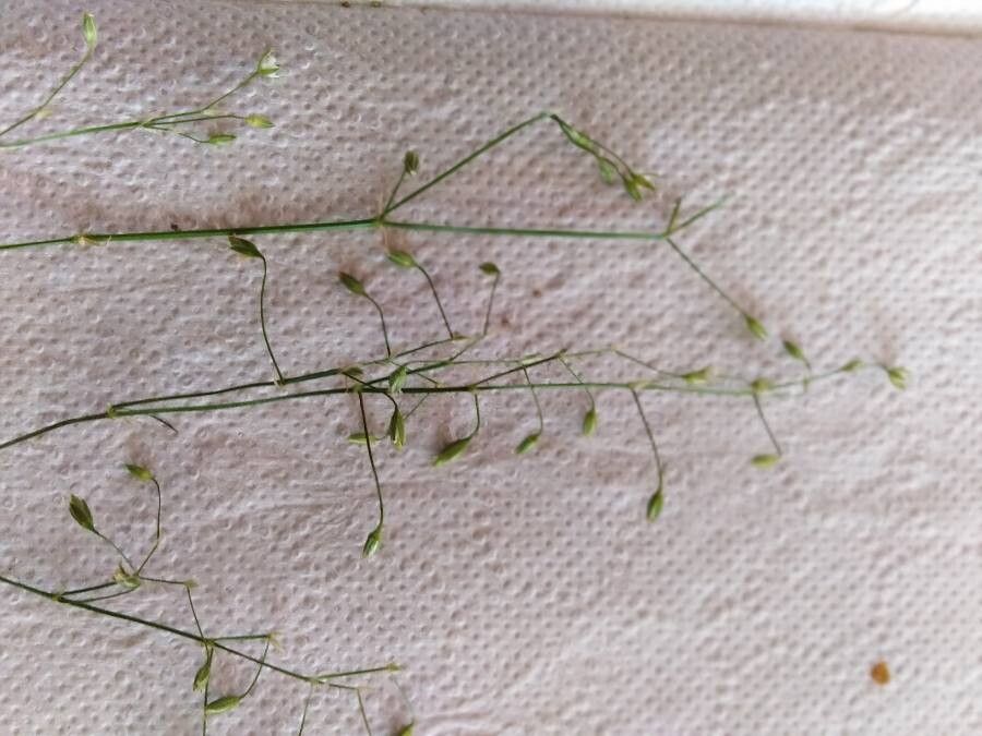 Stellaria graminea fruit