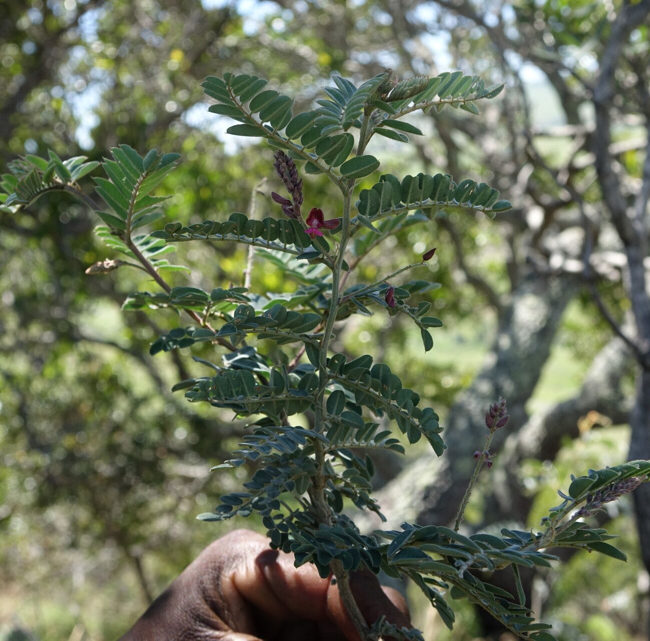 Indigofera lyallii — search result for 'Indigofera'