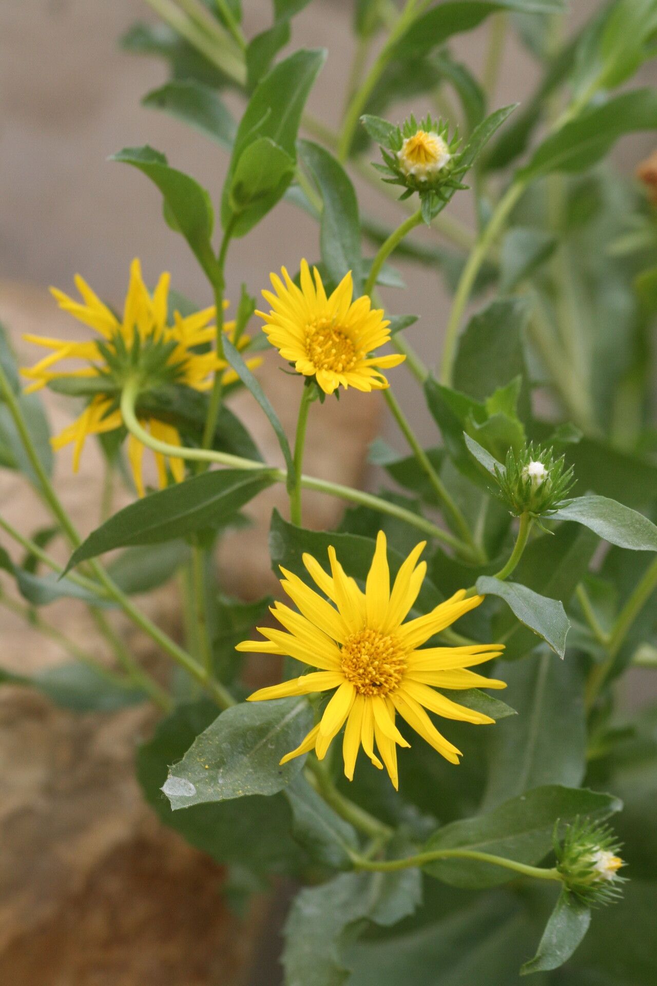 Grindelia glutinosa — houseplant care guide