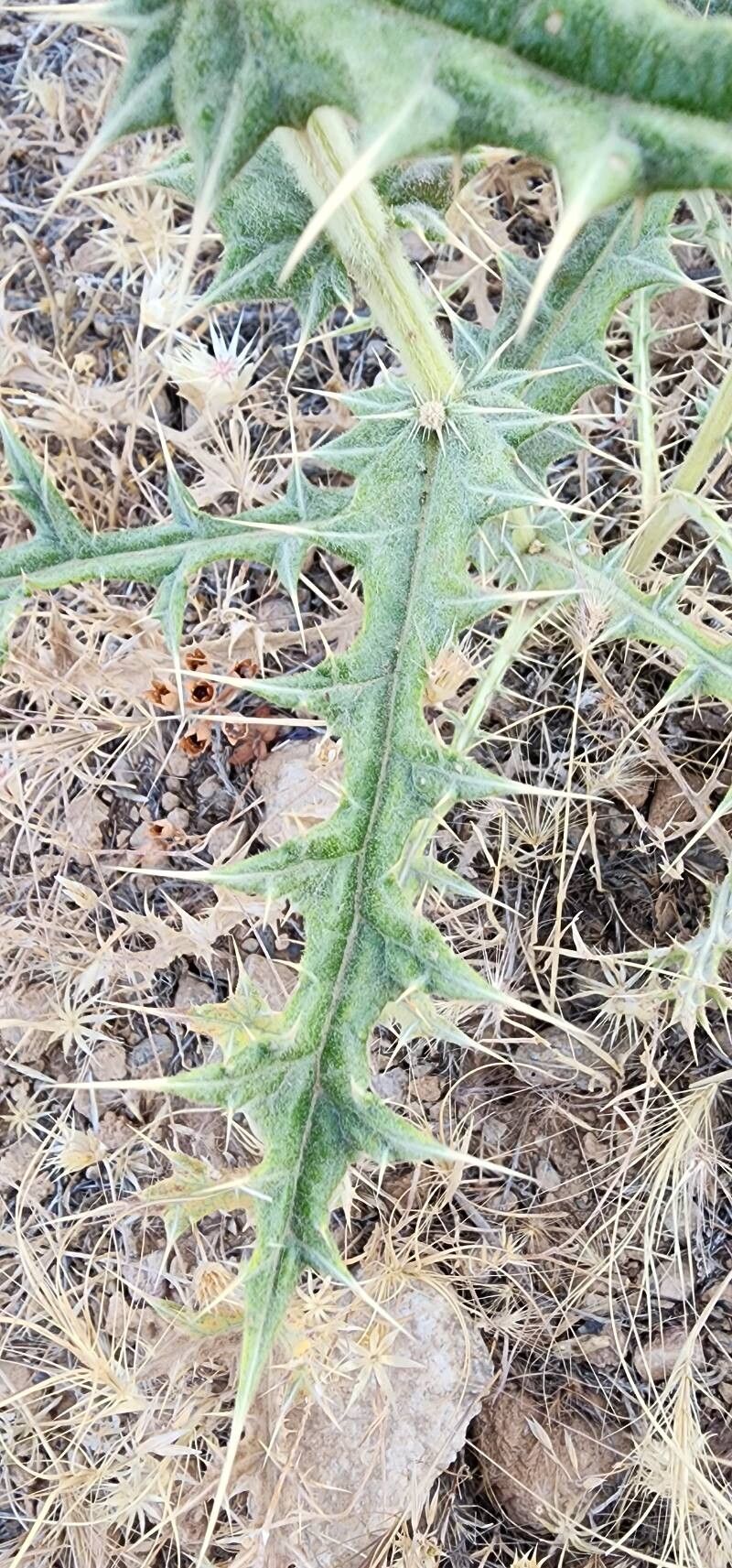 Echinops austroiranicus