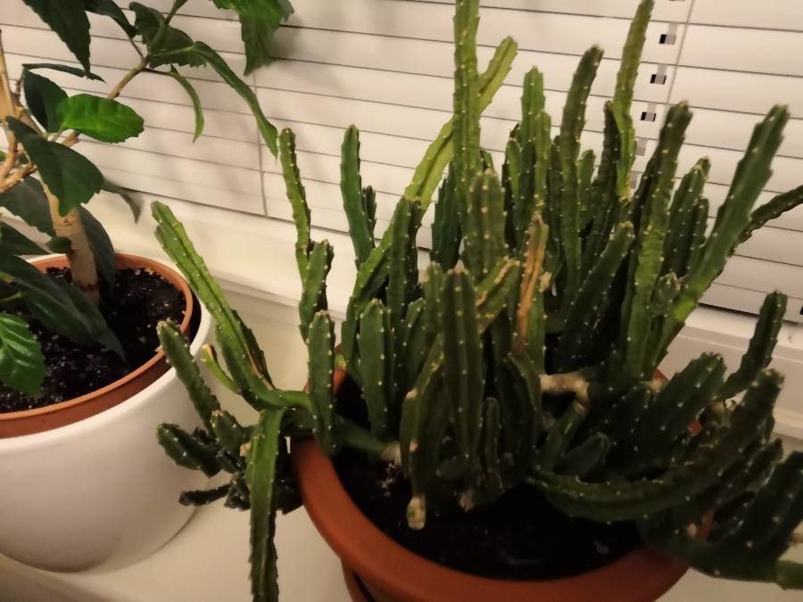 Stapelia hirsuta fruit