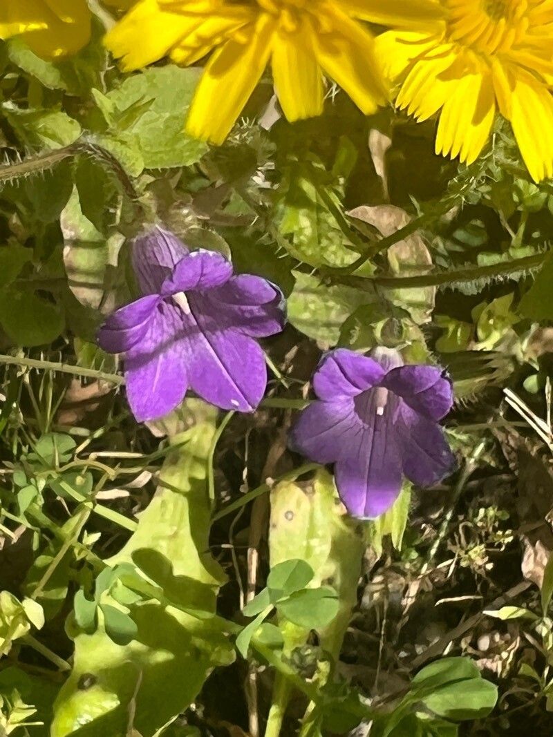 Campanula dichotoma — houseplant care guide