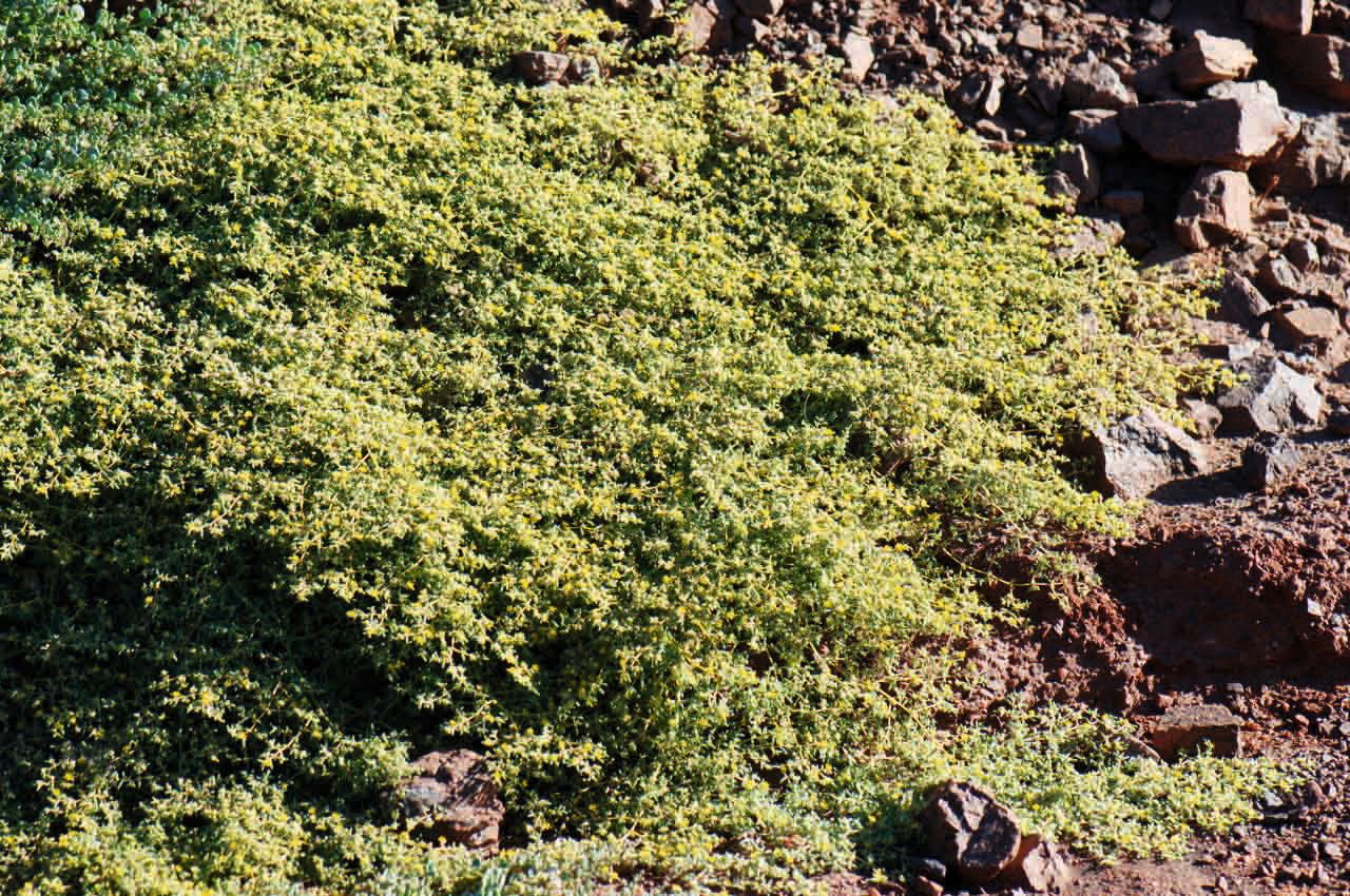 Tetraena simplex habit