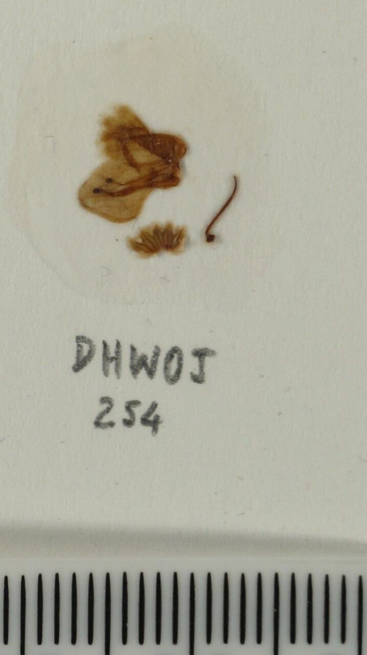 Isodon ternifolius other