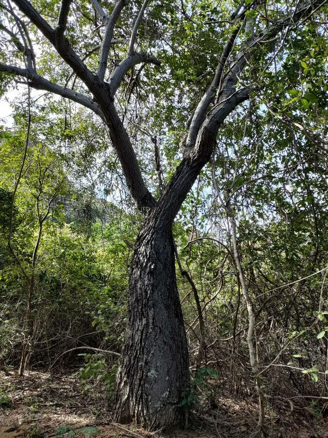 Ceiba glaziovii bark