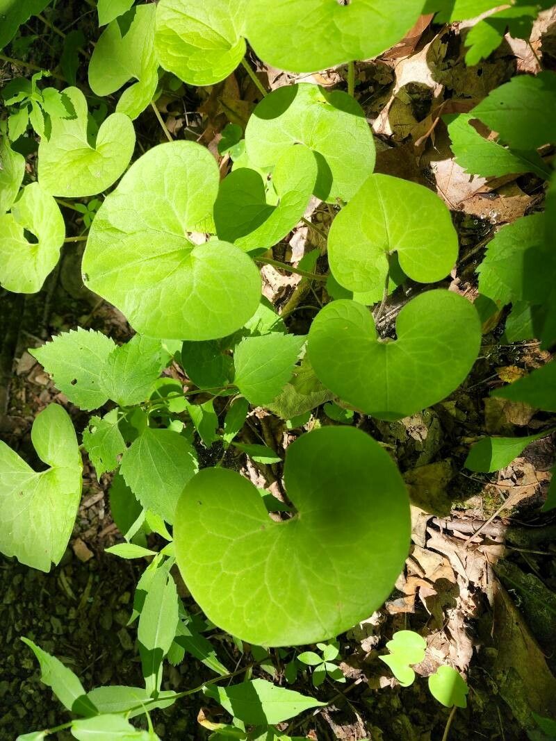 Asarum canadense leaf