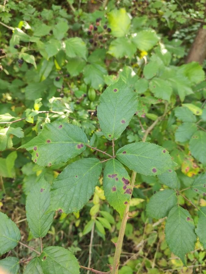 Rubus questieri leaf