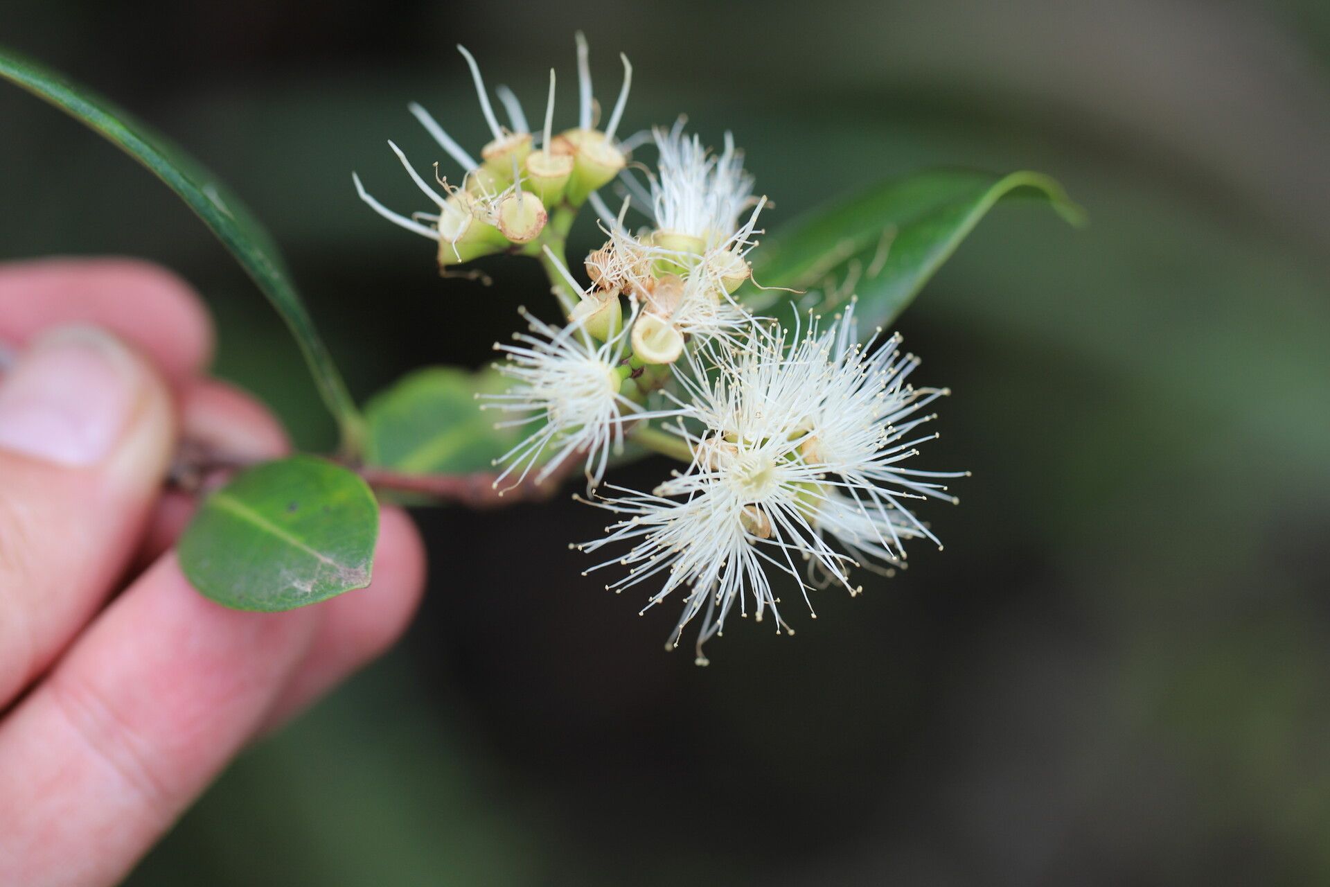 Syzygium owariense flower