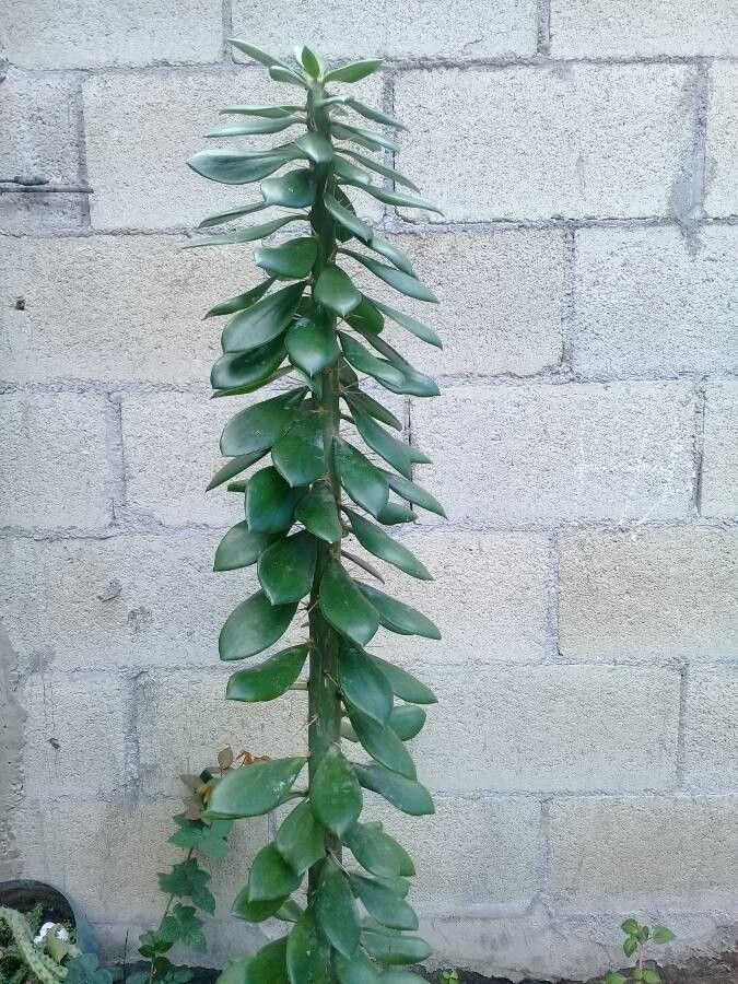 Pereskia lychnidiflora flower