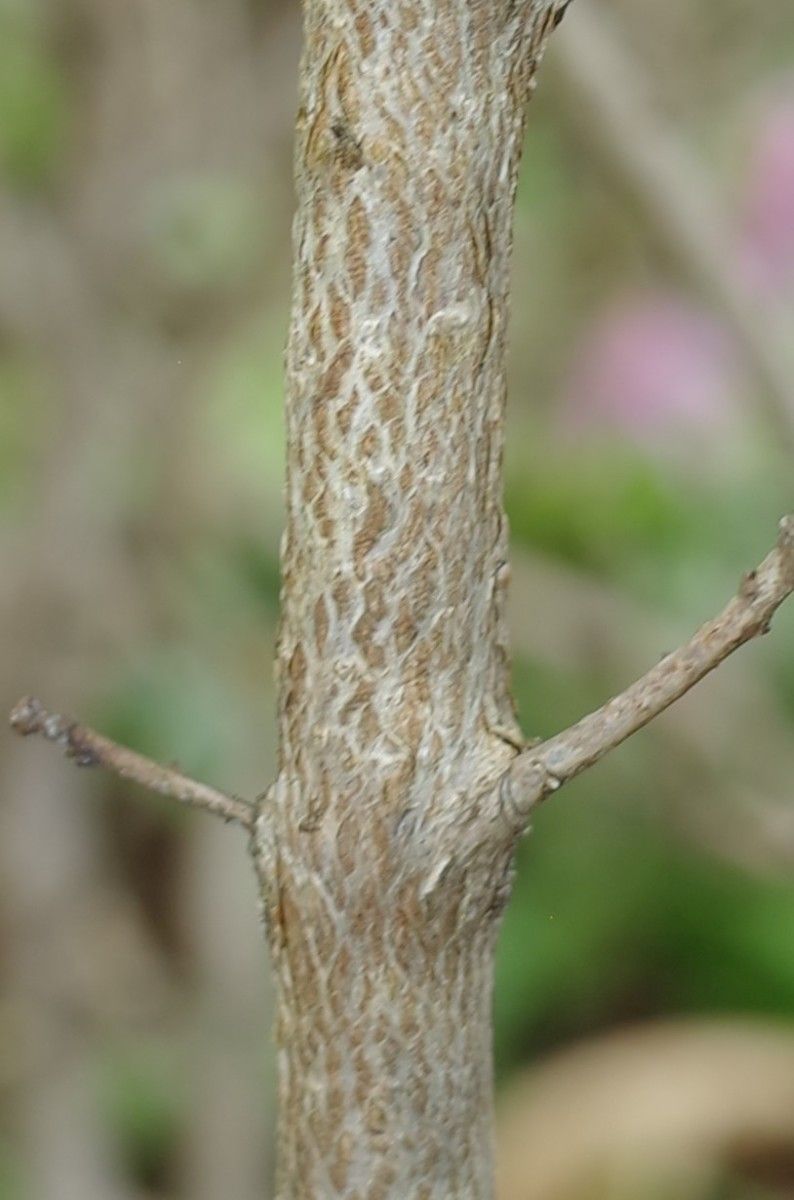 Rhododendron yungningense bark