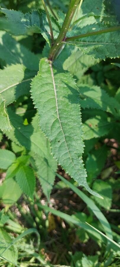 Senecio nemorensis leaf
