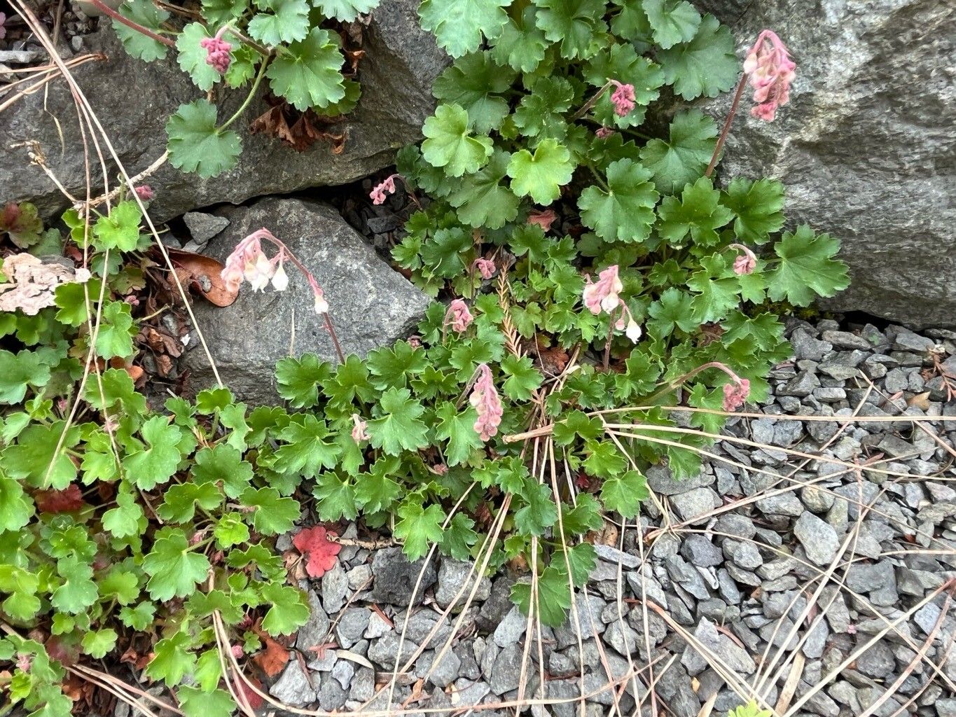 Heuchera abramsii habit