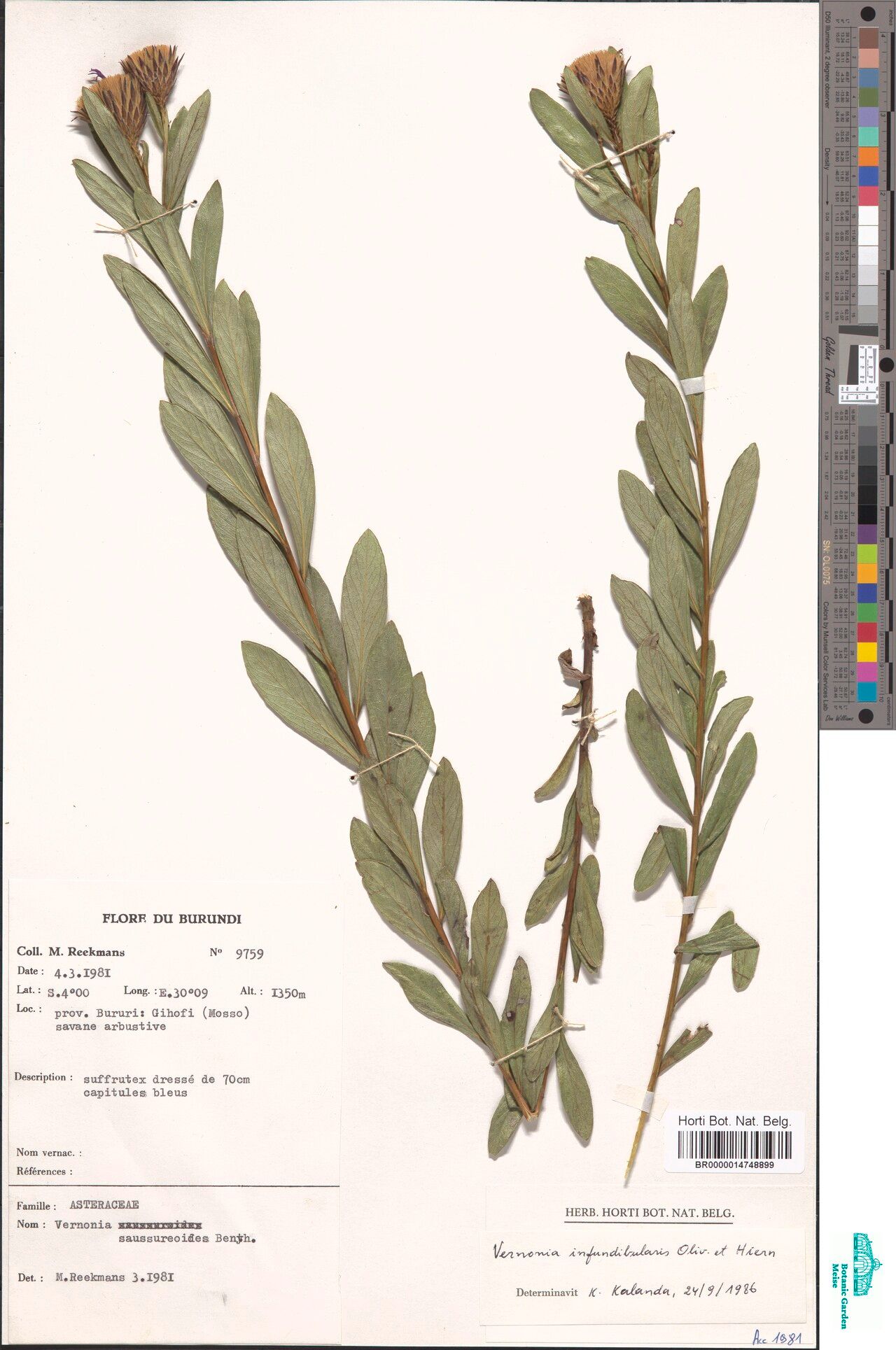 Linzia infundibularis — related species from the same genus