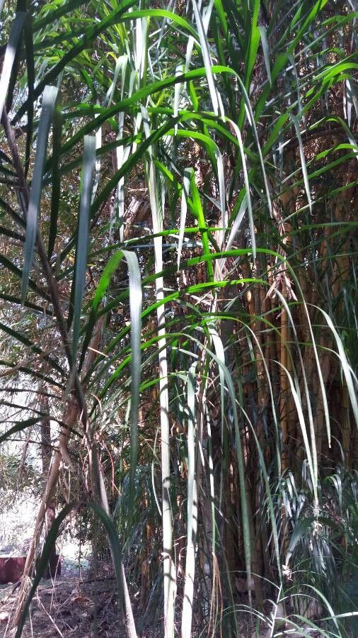 Freycinetia graminifolia habit