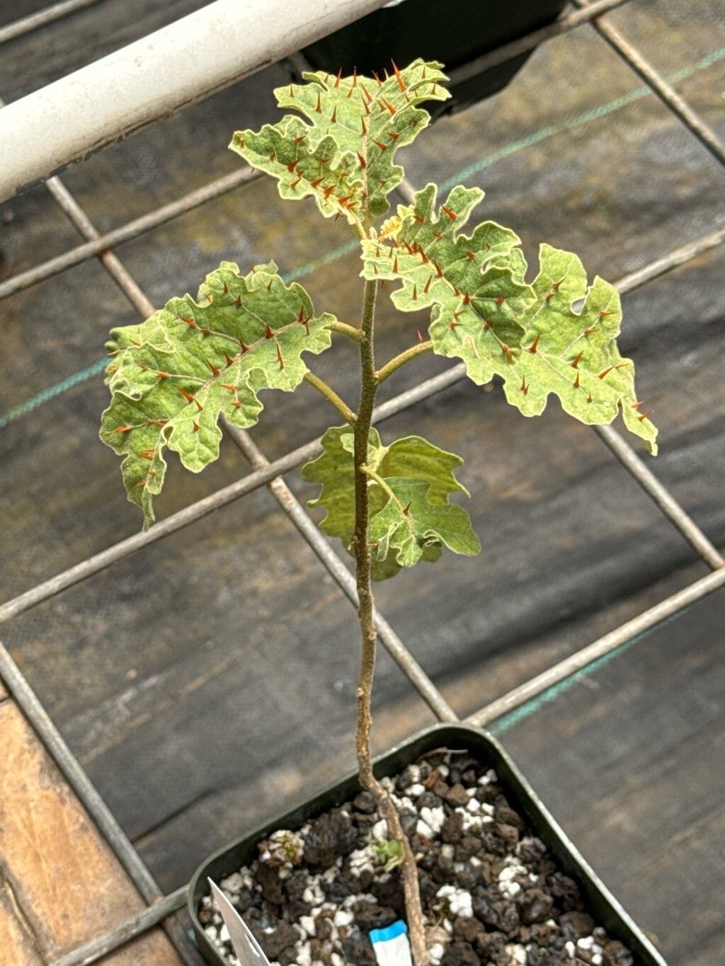 Solanum incompletum — houseplant care guide