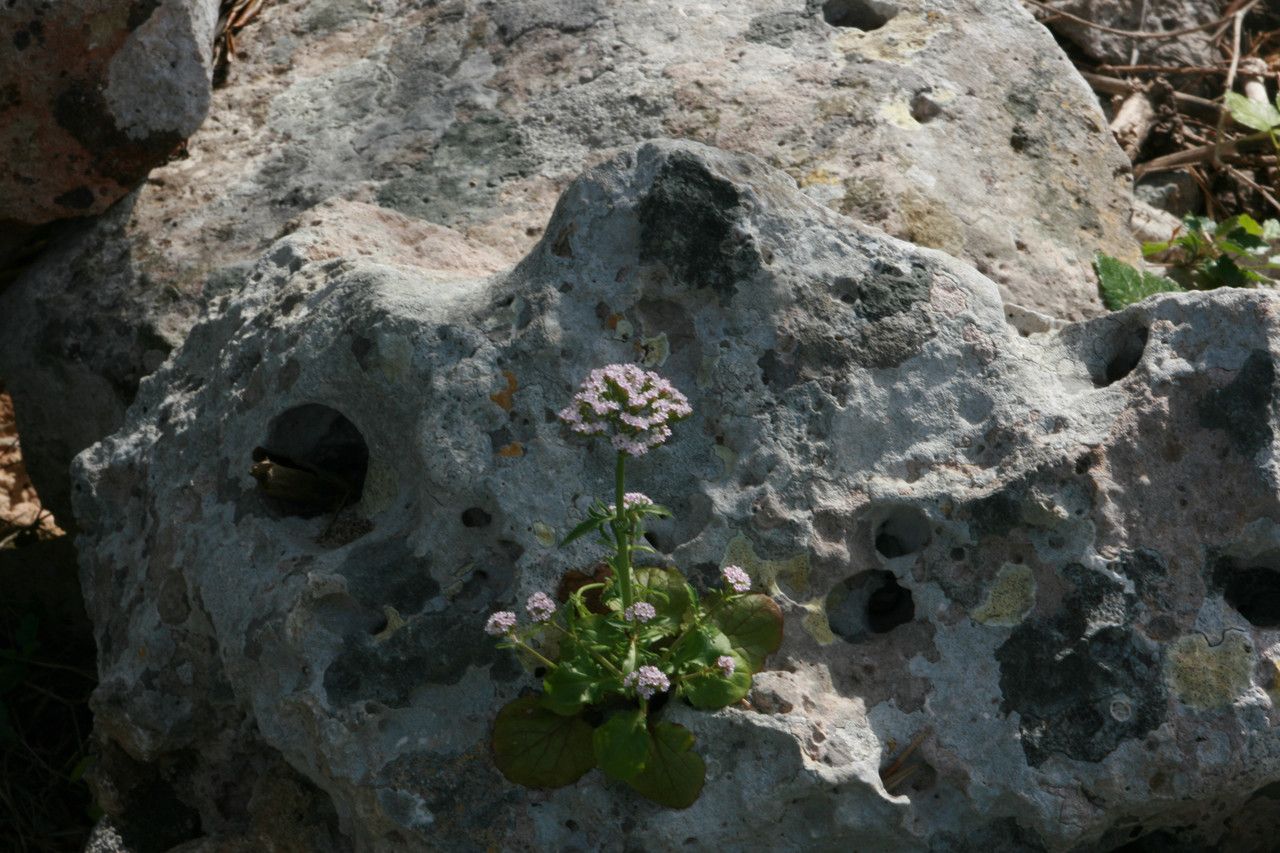 Valeriana rotundifolia flower