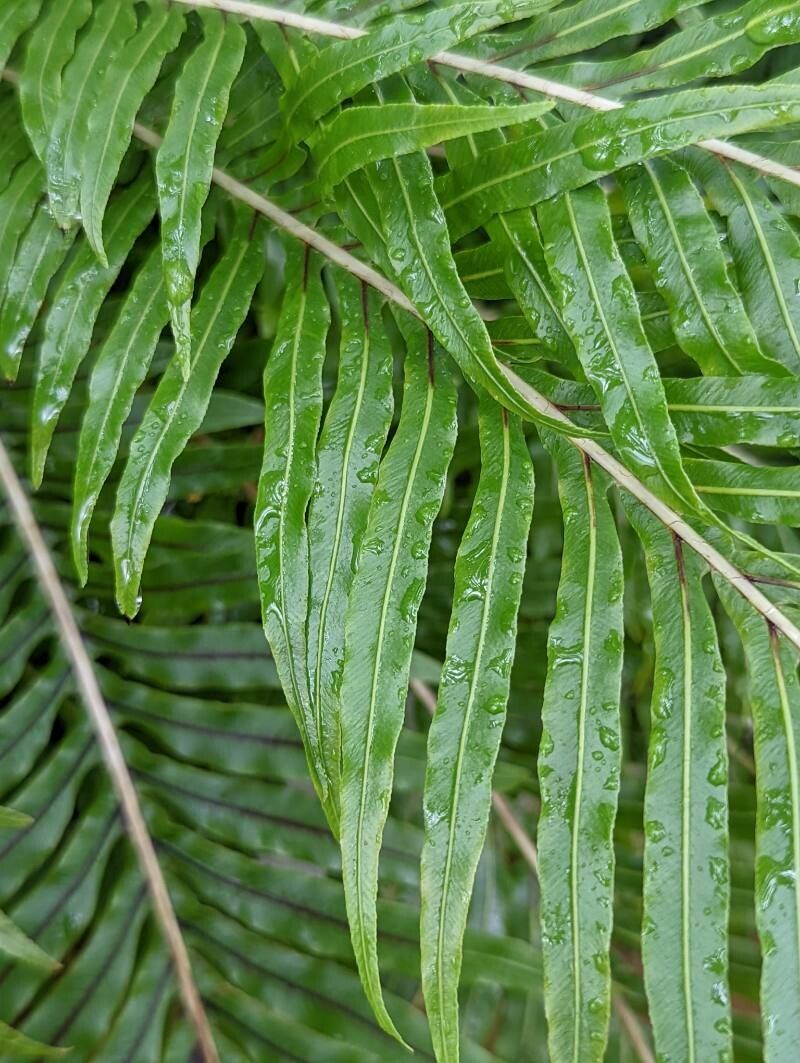 Blechnum gibbum leaf