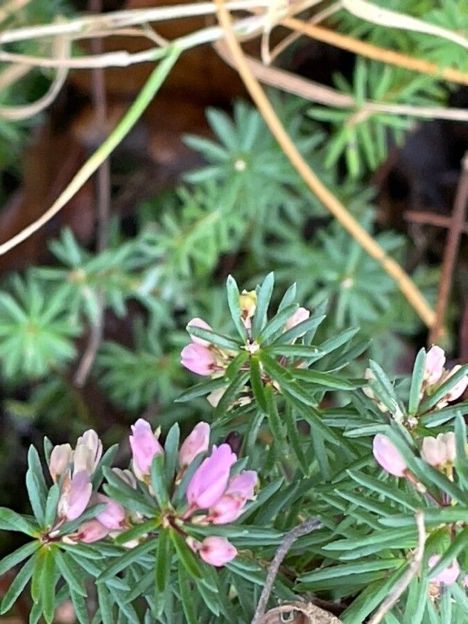 Erica carnea flower