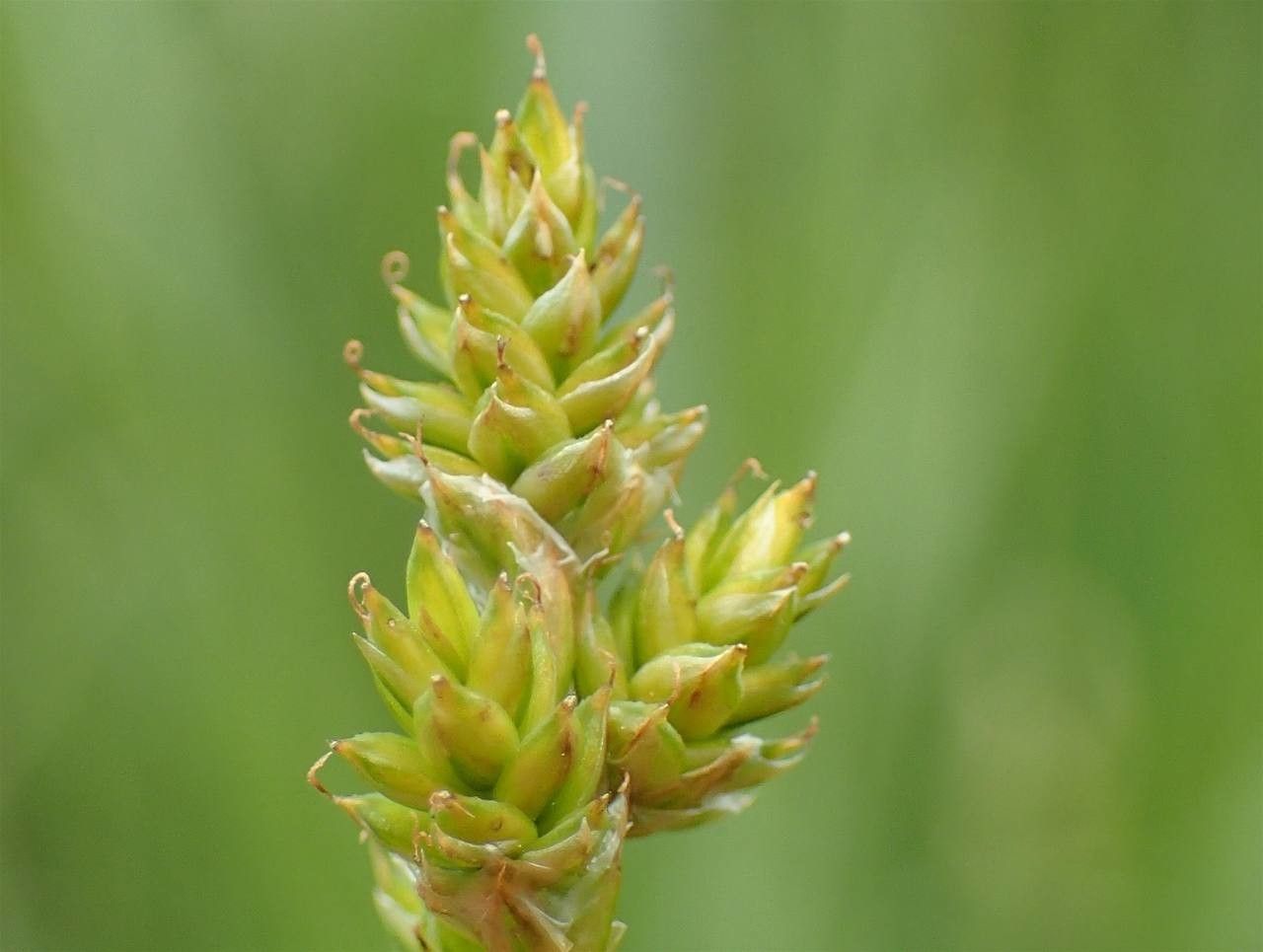 Carex canescens flower