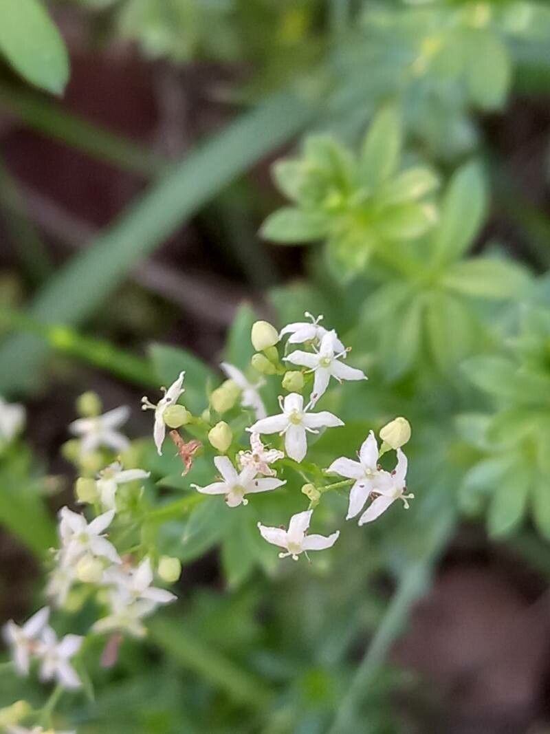 Galium album flower