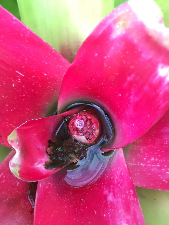 Neoregelia carolinae flower