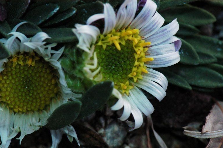 Townsendia spathulata flower