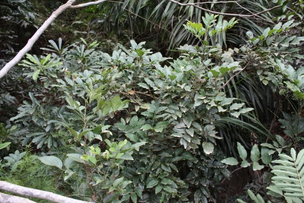 Phyllanthus kanalensis habit