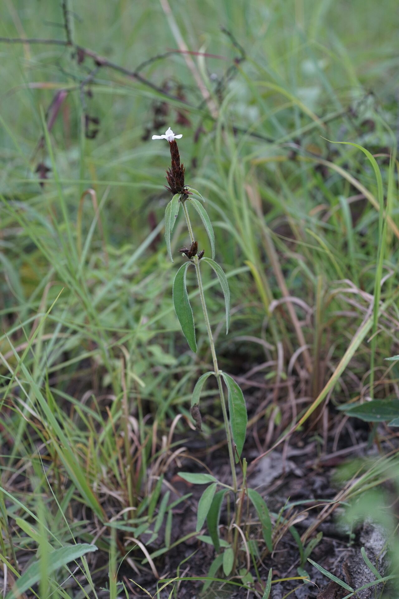 Lepidagathis pallescens habit