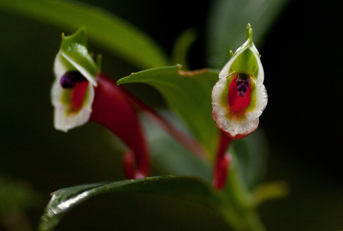 Impatiens paucidentata flower