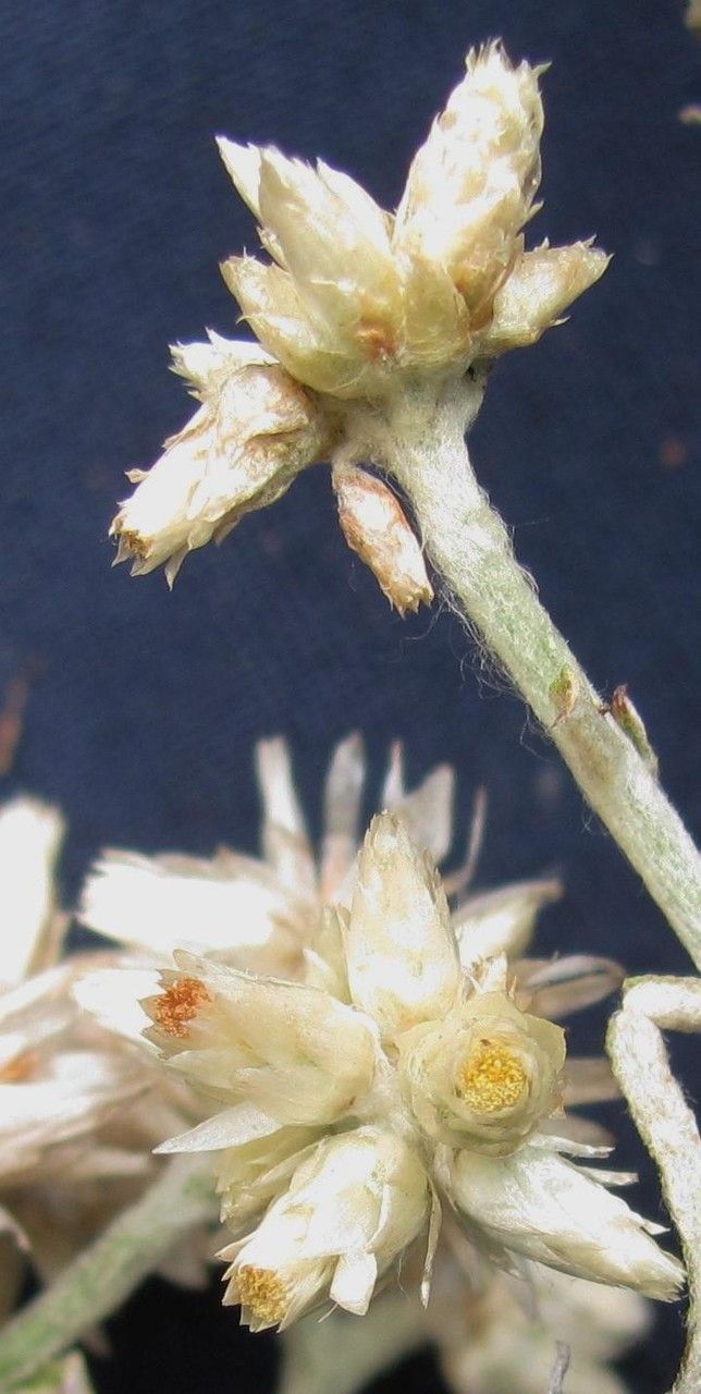 Pseudognaphalium attenuatum — related species from the same genus