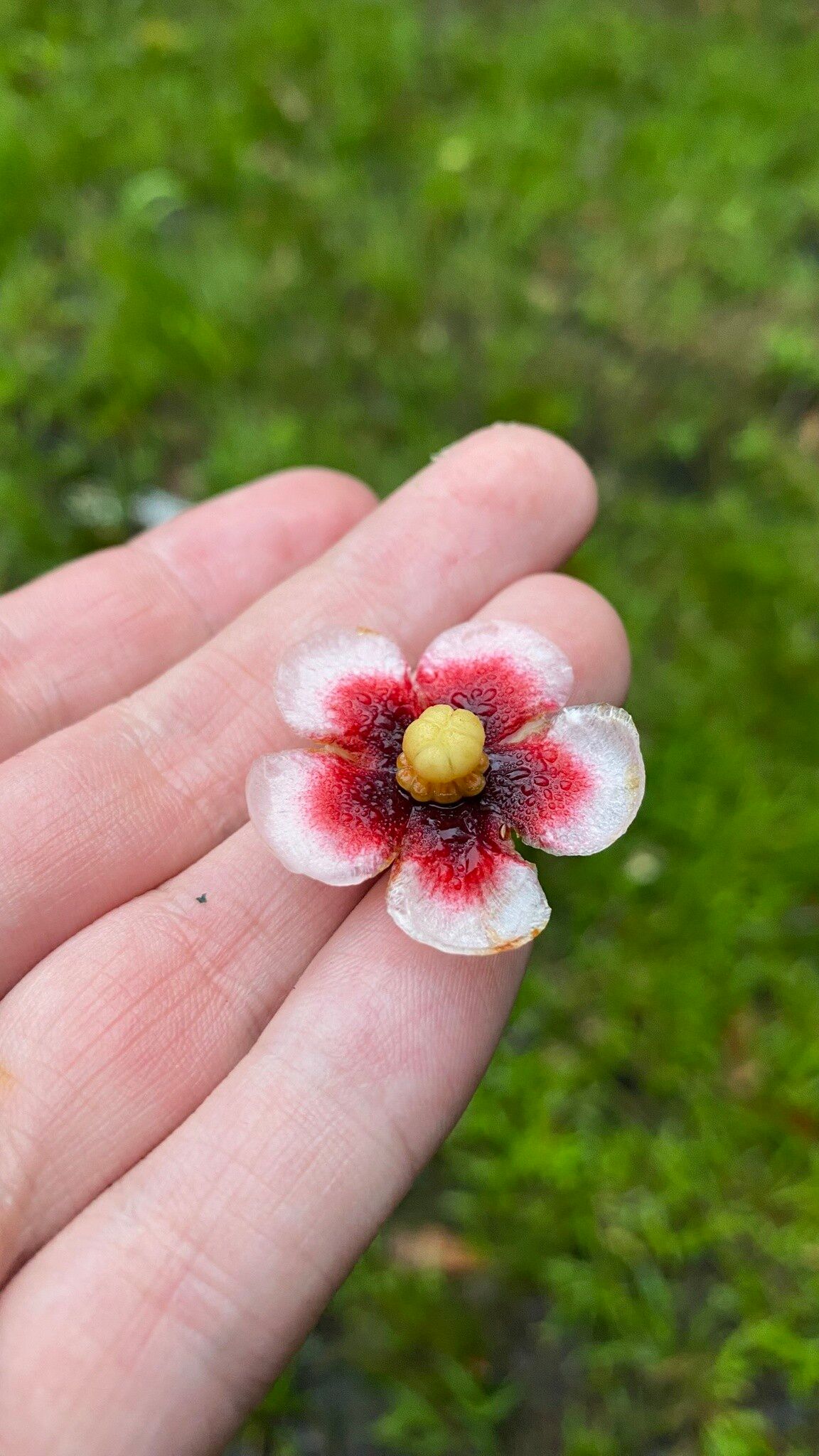 Clusia renggerioides — search result for 'Clusia'