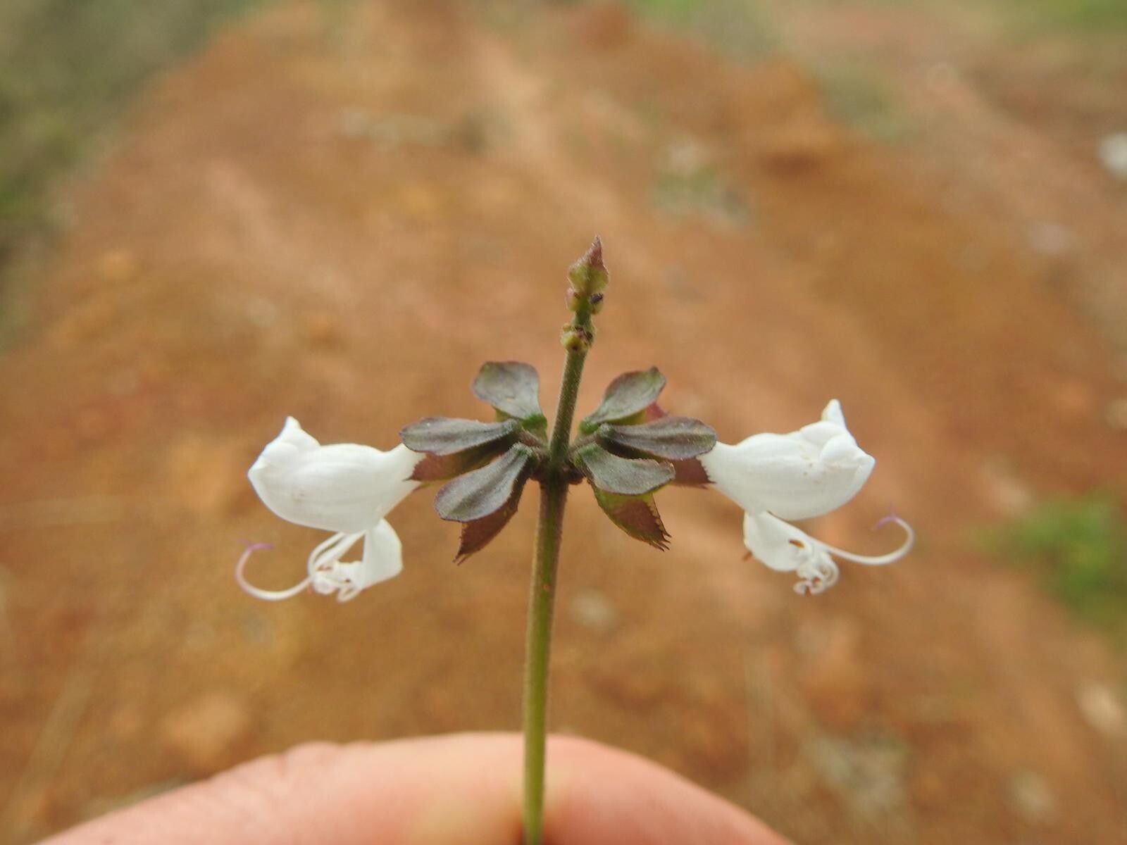 Ocimum fimbriatum — search result for 'Ocimum'