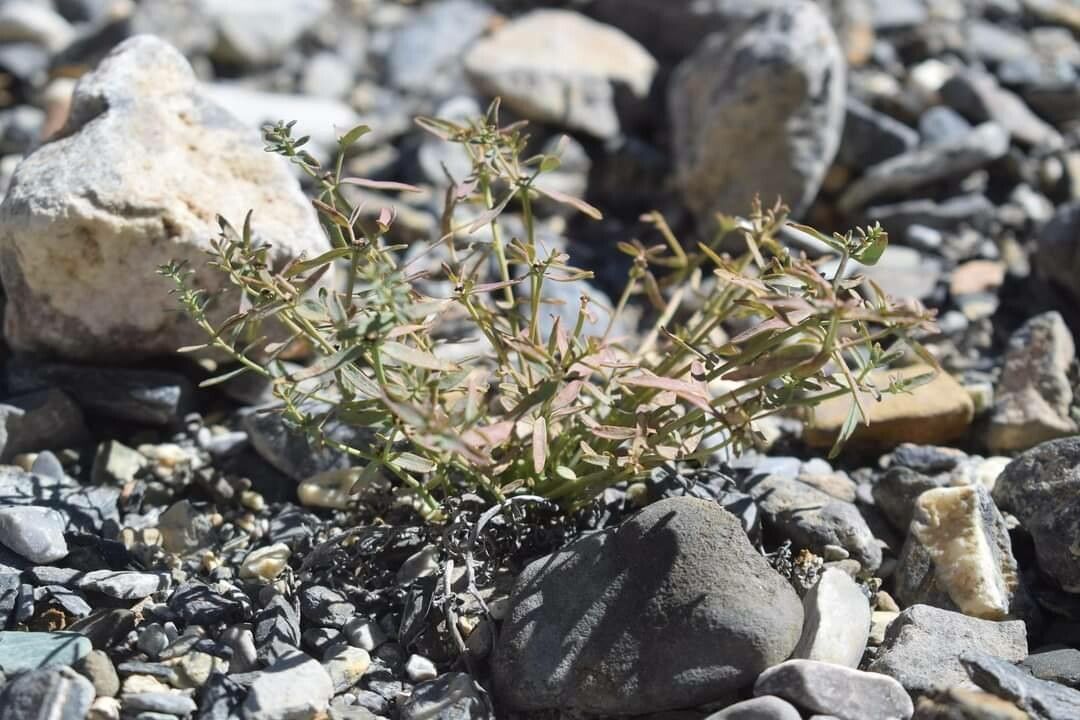 Euphorbia tibetica — houseplant care guide