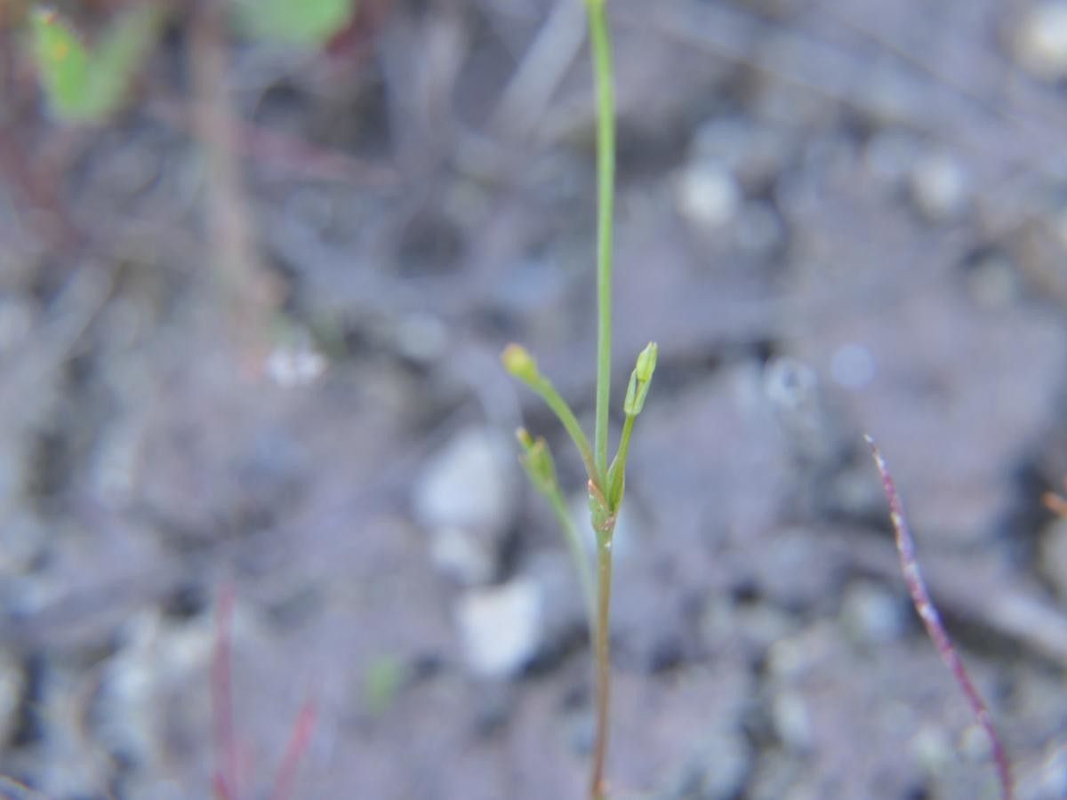 Cicendia filiformis leaf