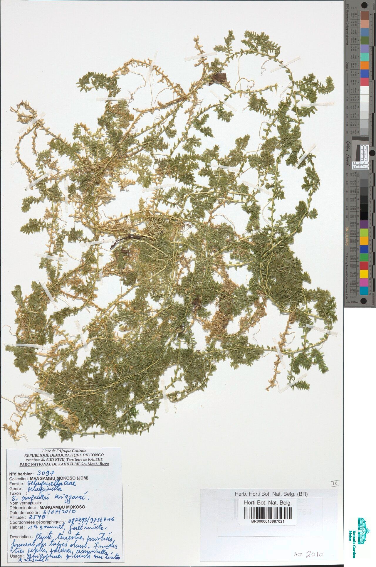 Selaginella auquieri — houseplant care guide