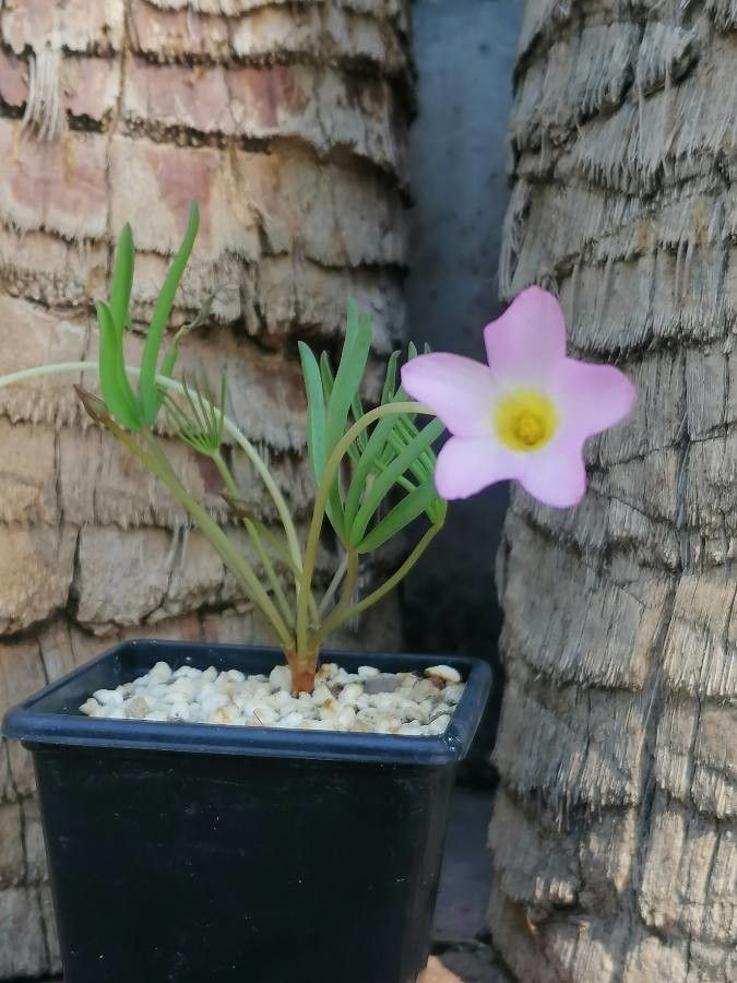 Oxalis decaphylla — search result for 'Oxalis'