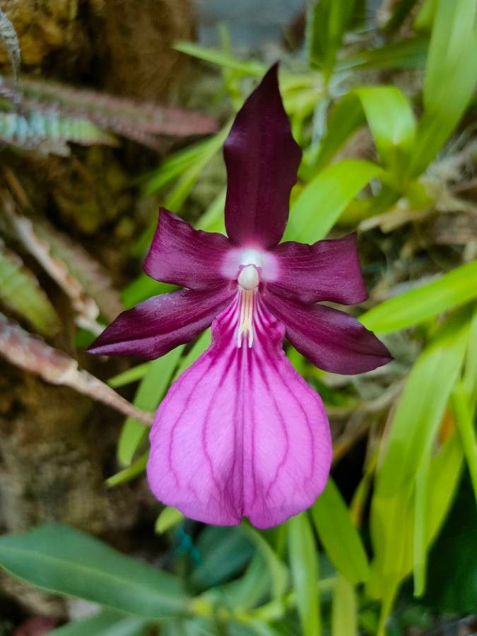 Miltonia moreliana flower