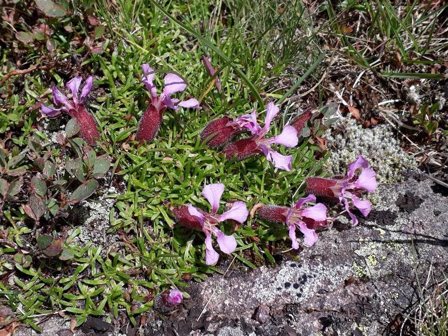 Saponaria pumila habit